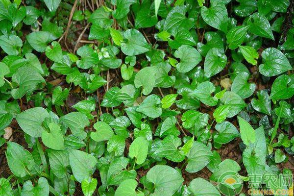 农村种植这几种野菜不愁销路，市场需求量大！