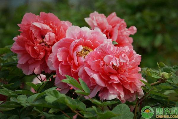 中国十大名花是指哪些？哪种花是“花魁”？