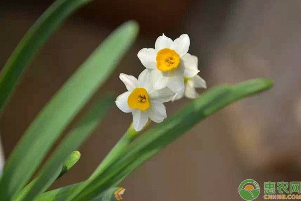 中国十大名花是指哪些？哪种花是“花魁”？