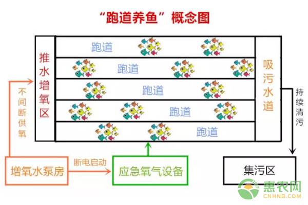 “跑道”鱼是什么鱼？一年竟然能赚800万！