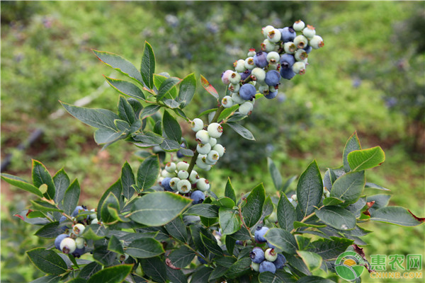 蓝莓苗多少钱一棵？蓝莓种植成本及利润分析