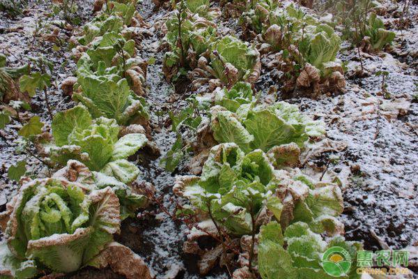 小雪是农历几月几日？小雪节气的含义及天气特点