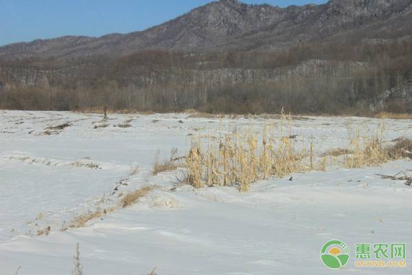 小雪是农历几月几日？小雪节气的含义及天气特点